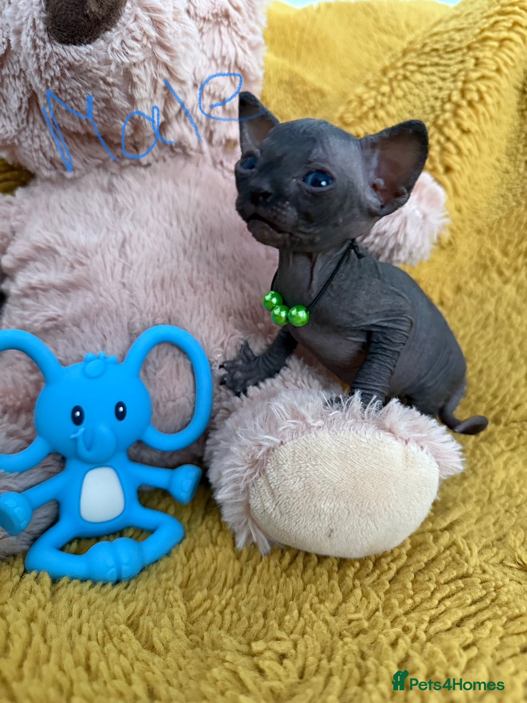 Sphynx cats for sale: TICA Adorable Kittens❤️Parents HCM Clear  - Image 8