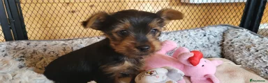 Yorkshire Terrier Puppy 1