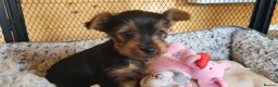 Yorkshire Terrier dogs for sale: Yorkshire Terrier puppies  from Licensed Breeder  - Advert 24