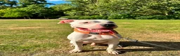American Bulldog dogs for stud: Echo - American Bulldog - Advert 2