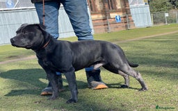 Staffordshire Bull Terrier dogs for stud: Blue staffy stud - Image 6