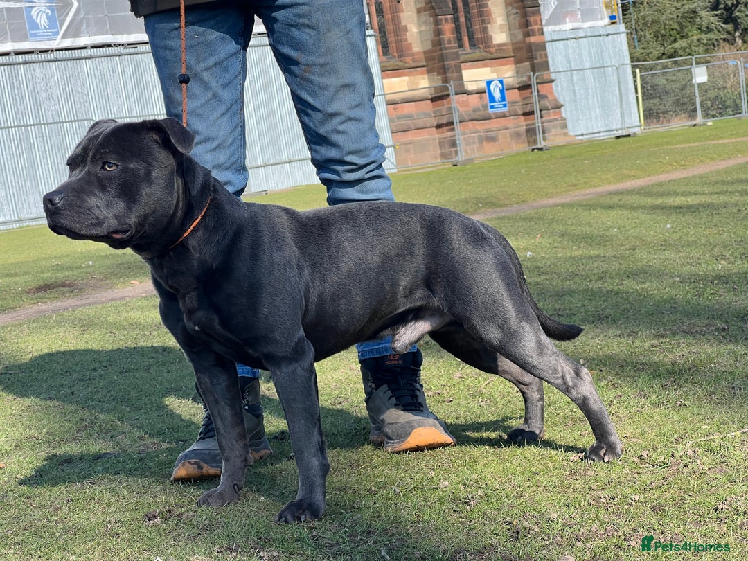 Staffordshire Bull Terrier dogs for stud: Blue staffy stud - Image 6