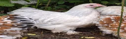 Chickens poultry for sale: Purebred Polish & USA Silkie Pekins Available  - Advert 5