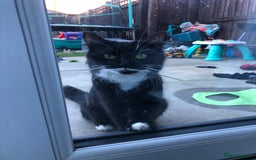 Domestic Shorthair cats for sale: 5 Beautiful kittens for sale  - Image 2