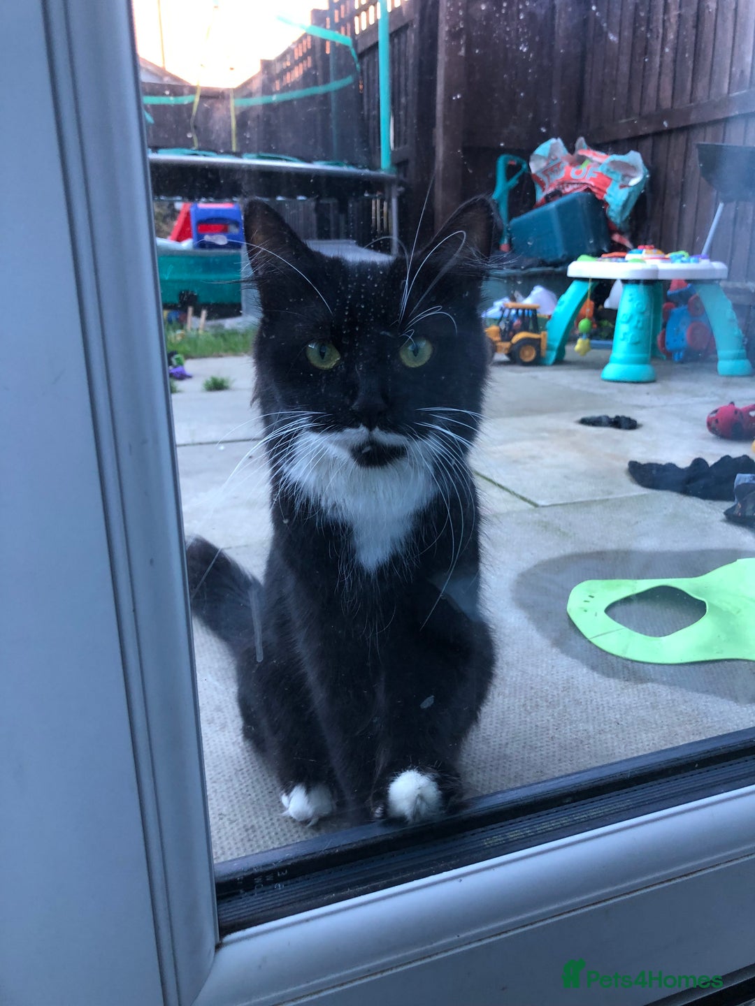 Domestic Shorthair cats for sale: 5 Beautiful kittens for sale  - Image 2