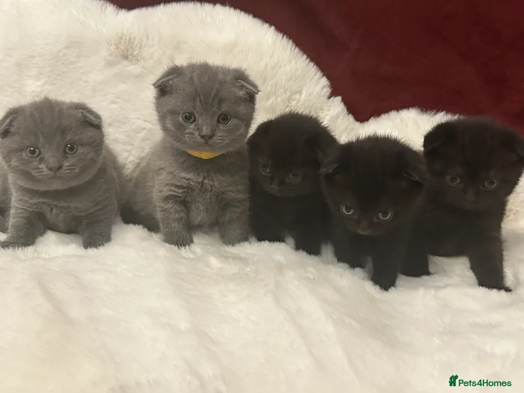 Scottish Fold cats for sale: Last rare choc baby available, weaned & ready ❤️  - Advert 3