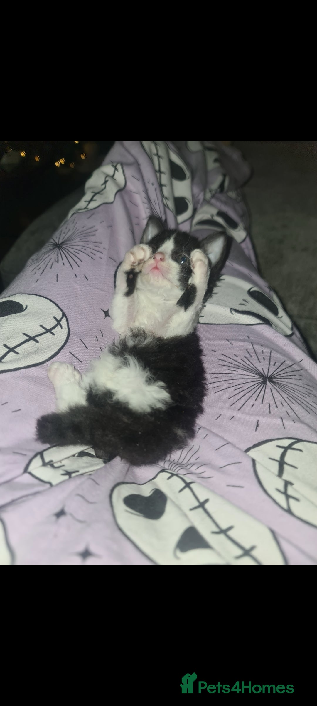 Mixed Breed cats for sale: Beautiful playful kittens  - Advert 9