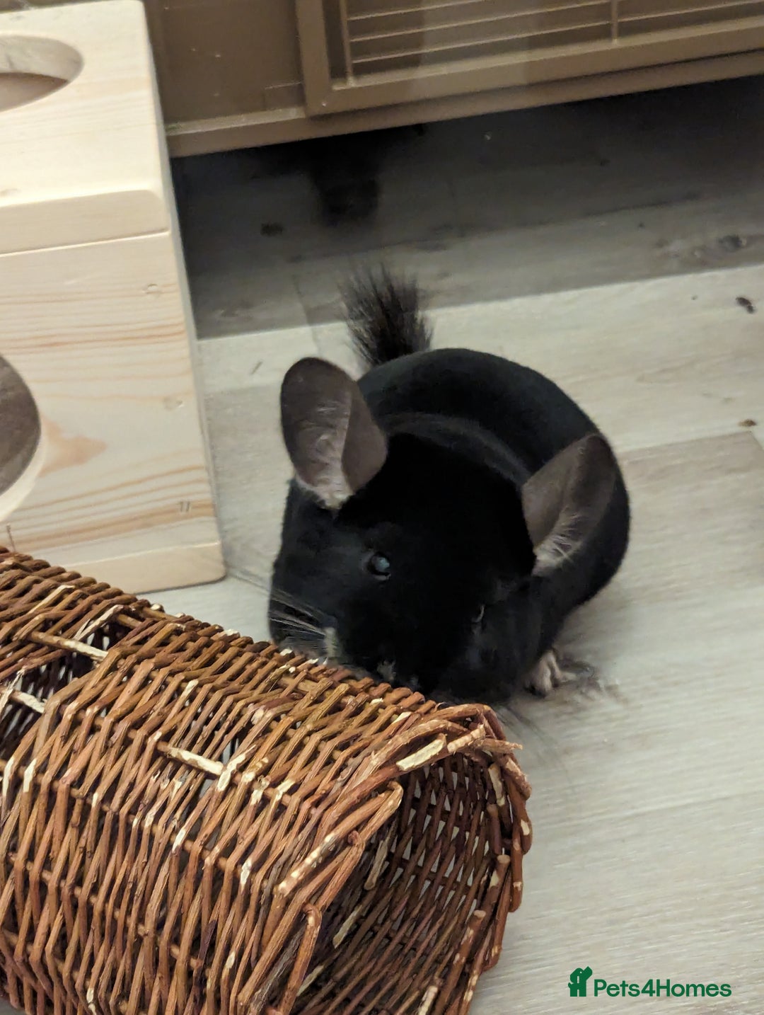 Chinchilla rodents for sale: Two Male Chinchillas with Cage and Set-Up - Advert 13