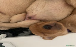 Labrador Retriever dogs for sale: FOX RED LABRADOR PUPPIES  - Image 10