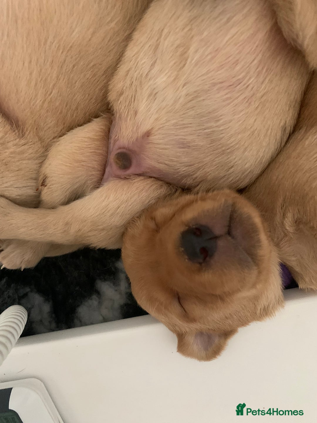 Labrador Retriever dogs for sale: FOX RED LABRADOR PUPPIES  - Image 10