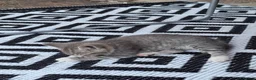 Mixed Breed cats for sale: MS BOGDANOVA  - Advert 8