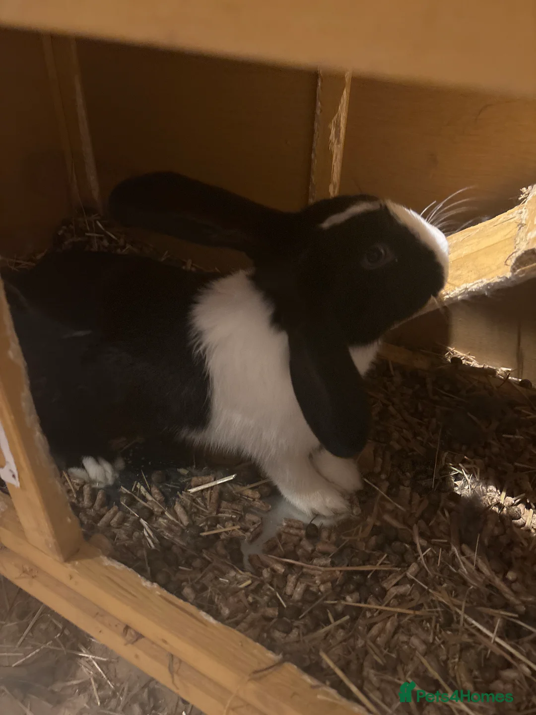 Rex rabbits for sale: Indigo lop mini Rex  in Purley - Advert 2