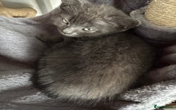 Mixed Breed cats for sale: Kitten  - Image 4