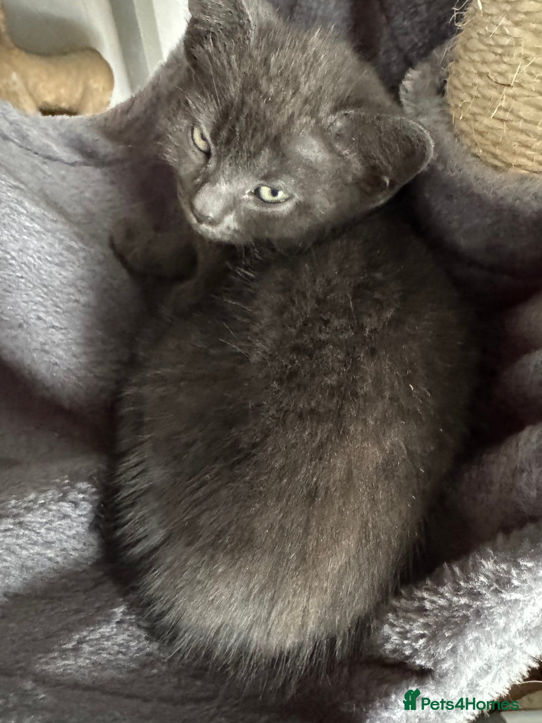 Mixed Breed cats for sale: Kitten  - Image 4