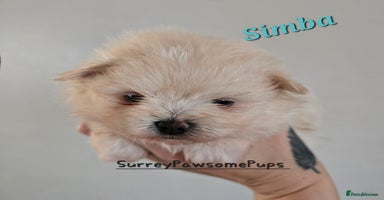Mixed Breed dogs - Advert 6