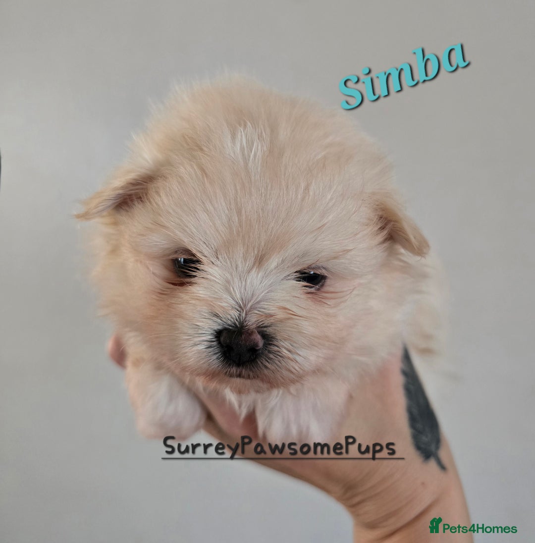 Mixed Breed dogs for sale: F1 Maltipom puppies from health tested parents  - Image 7