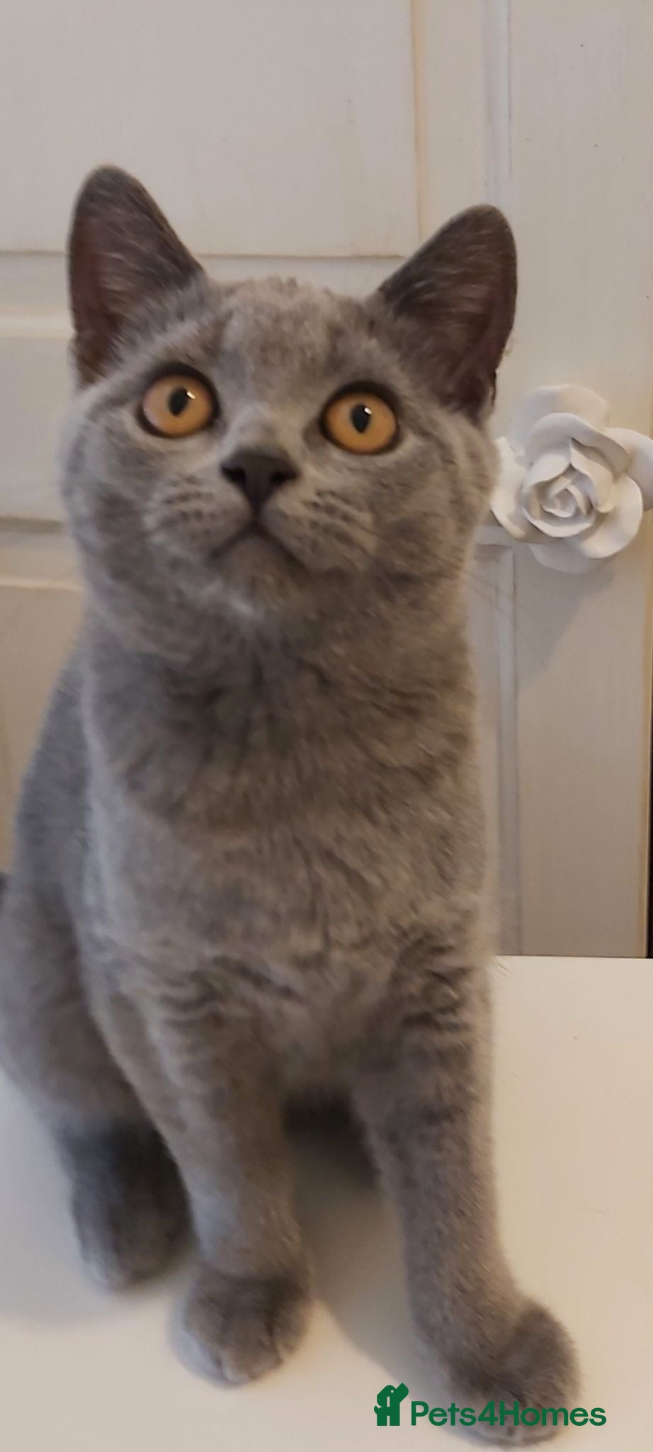 British Shorthair cats Beautiful British shorthair kittens  - Advert 15