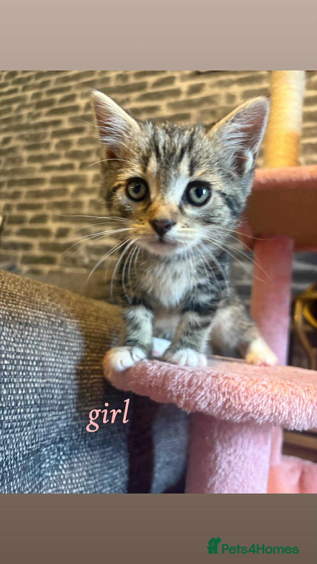 Domestic Shorthair cats for sale: Kittens for sale mother is half maine coon - Image 7