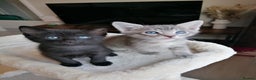Mixed Breed cats for sale: Siamese Bengal mix kittens  - Advert 19