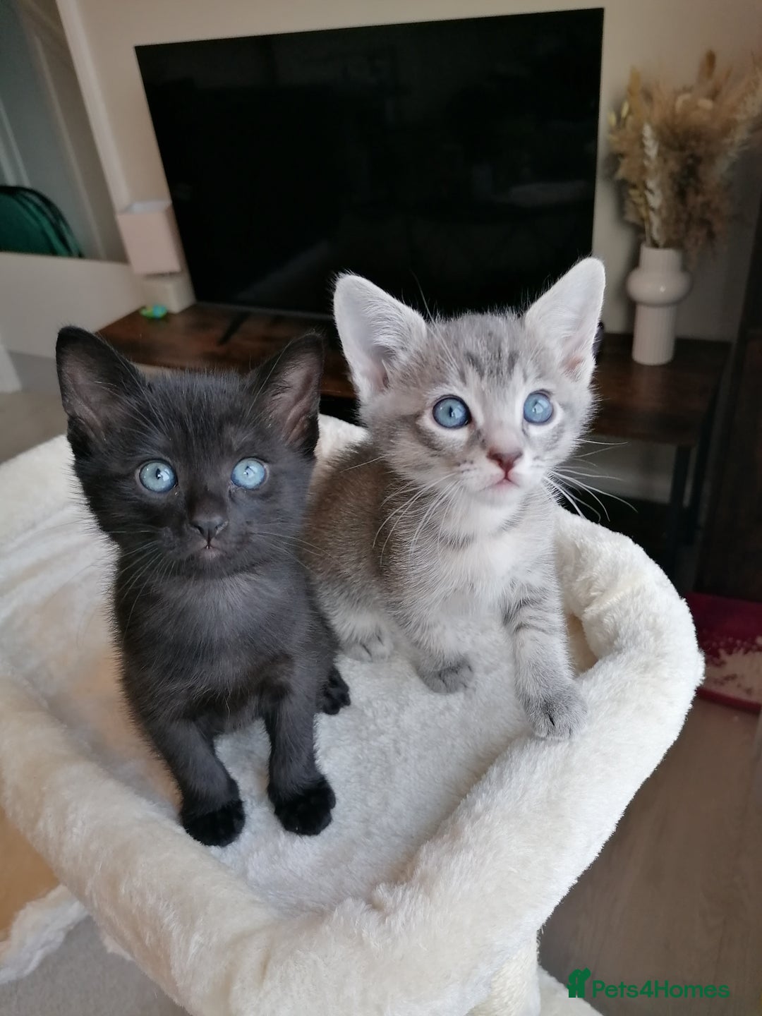 Mixed Breed cats for sale: Siamese Bengal mix kittens  - Advert 19