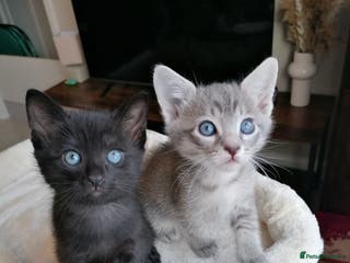 Mixed Breed cats Siamese Bengal mix kittens - Advert 7