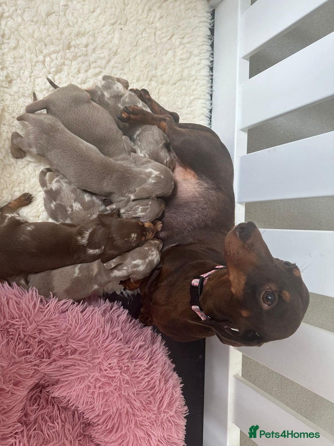 Miniature Dachshund dogs for sale: Miniature Dachshund Puppies ONE LEFT - Image 11