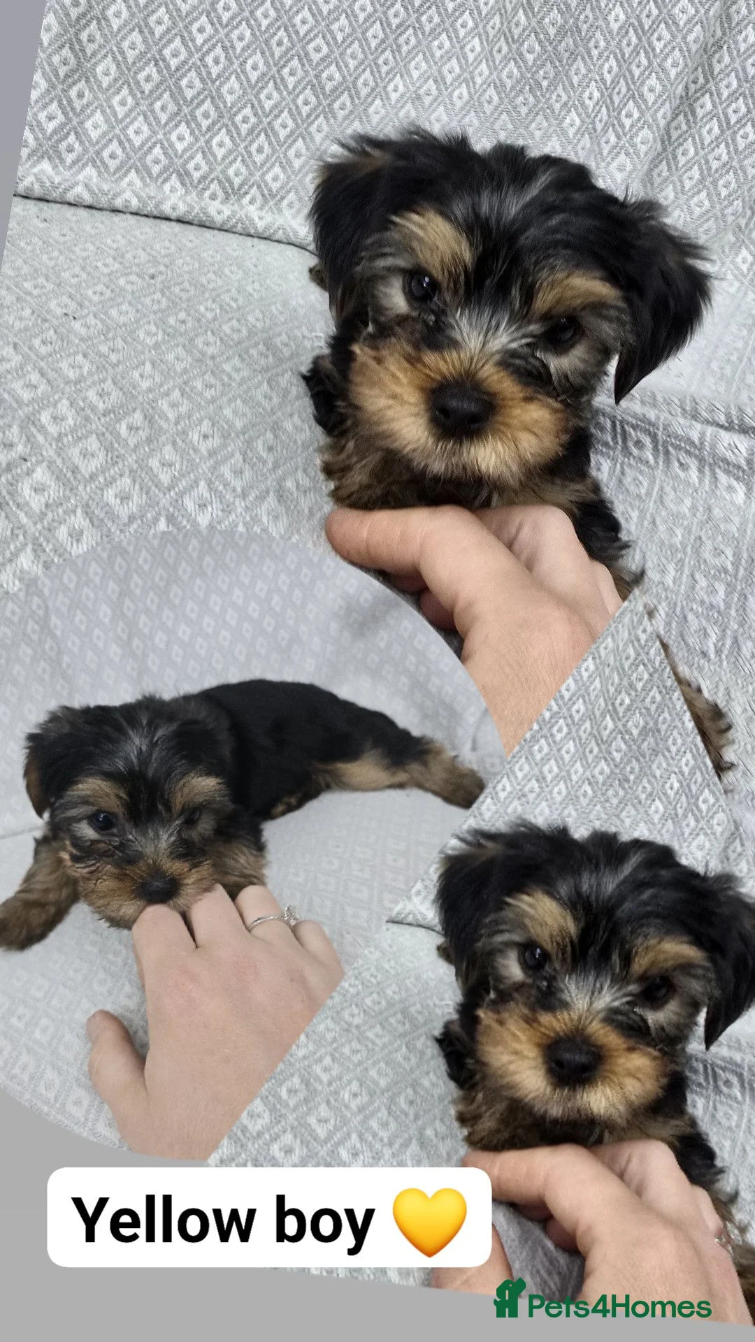 Yorkshire Terrier dogs for sale: Lovly puppies for sale  - Advert 2