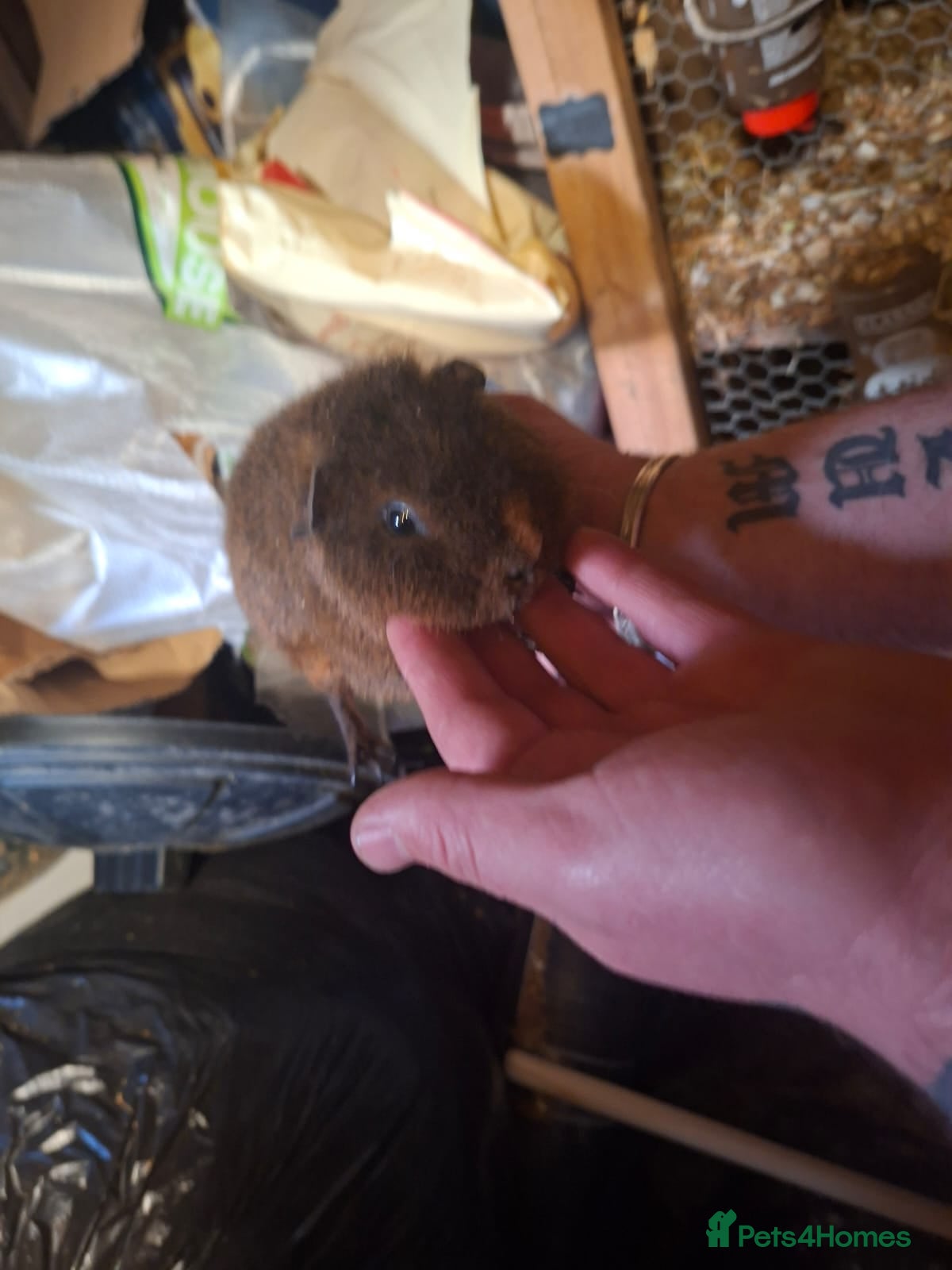 Guinea Pig rodents for sale: guniea pigs - Advert 2