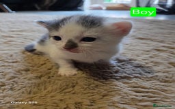 Russian Blue cats for sale: Russian blue cross - Image 5