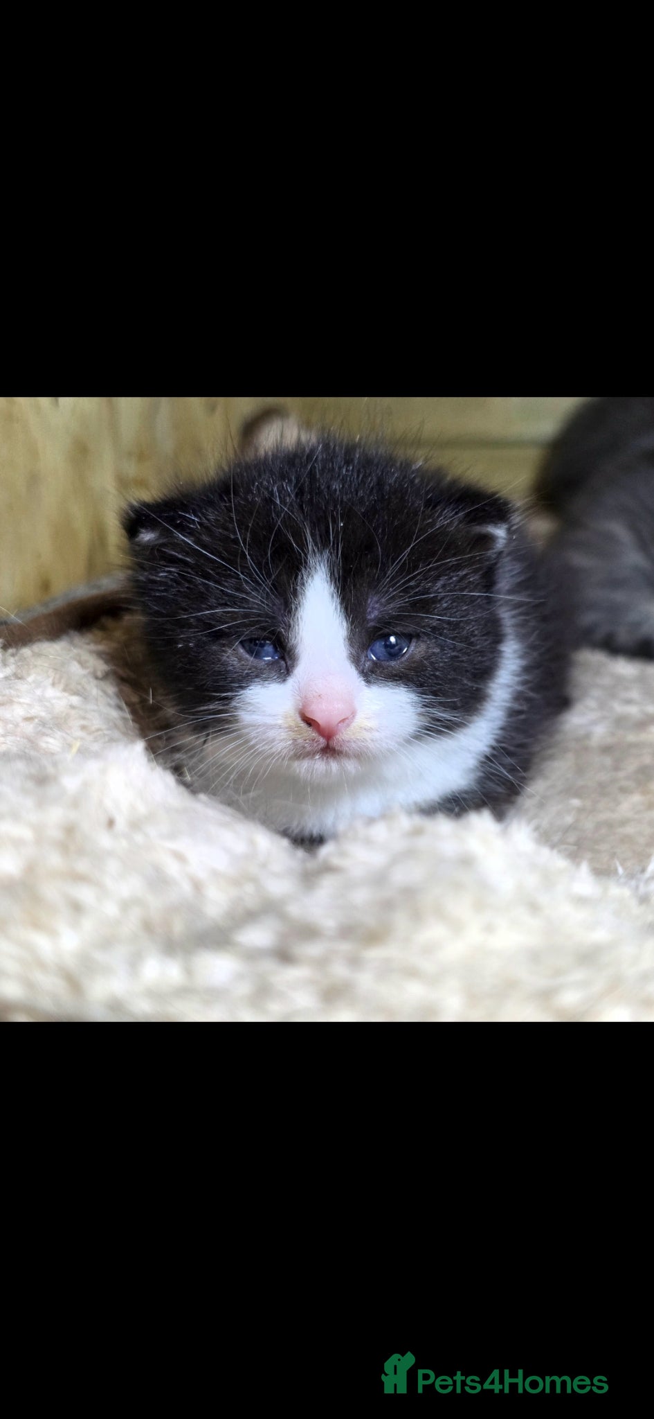 Mixed Breed cats for sale: Tabby farm kittens  - Advert 9
