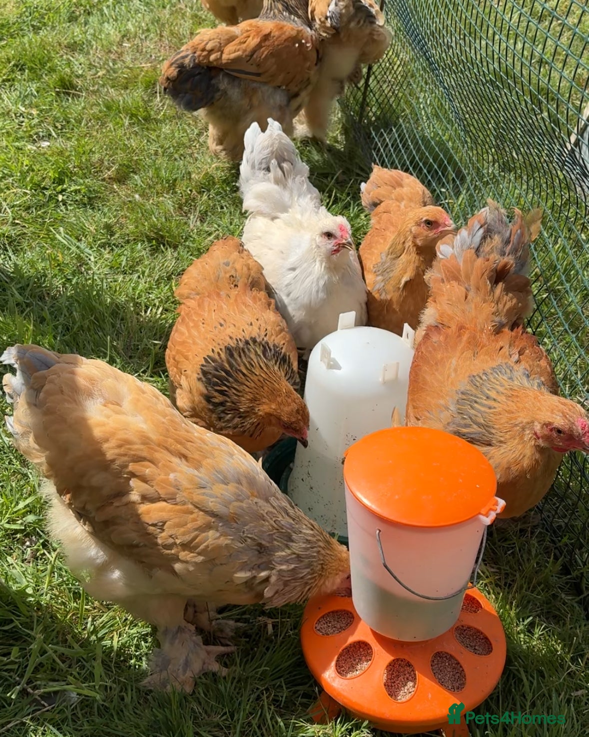 Chickens poultry for sale: Ready Soon: Large Fowl Brahma Pairs Mixed Colours - Advert 5