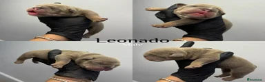 leonado 