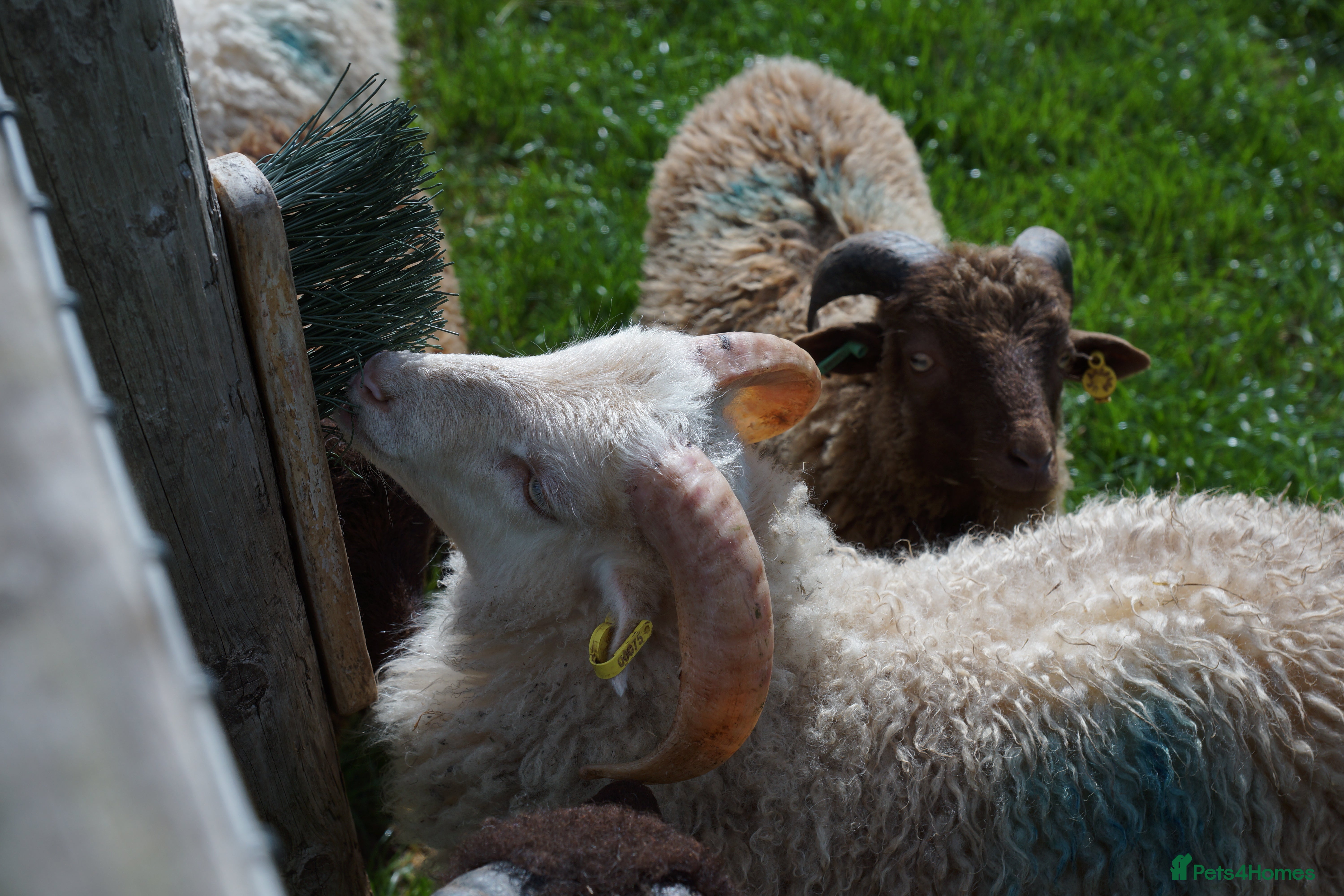 Sheep livestock 3 Ouessant Wethers - Advert 2