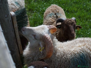 Sheep livestock 3 Ouessant Wethers - Advert 1