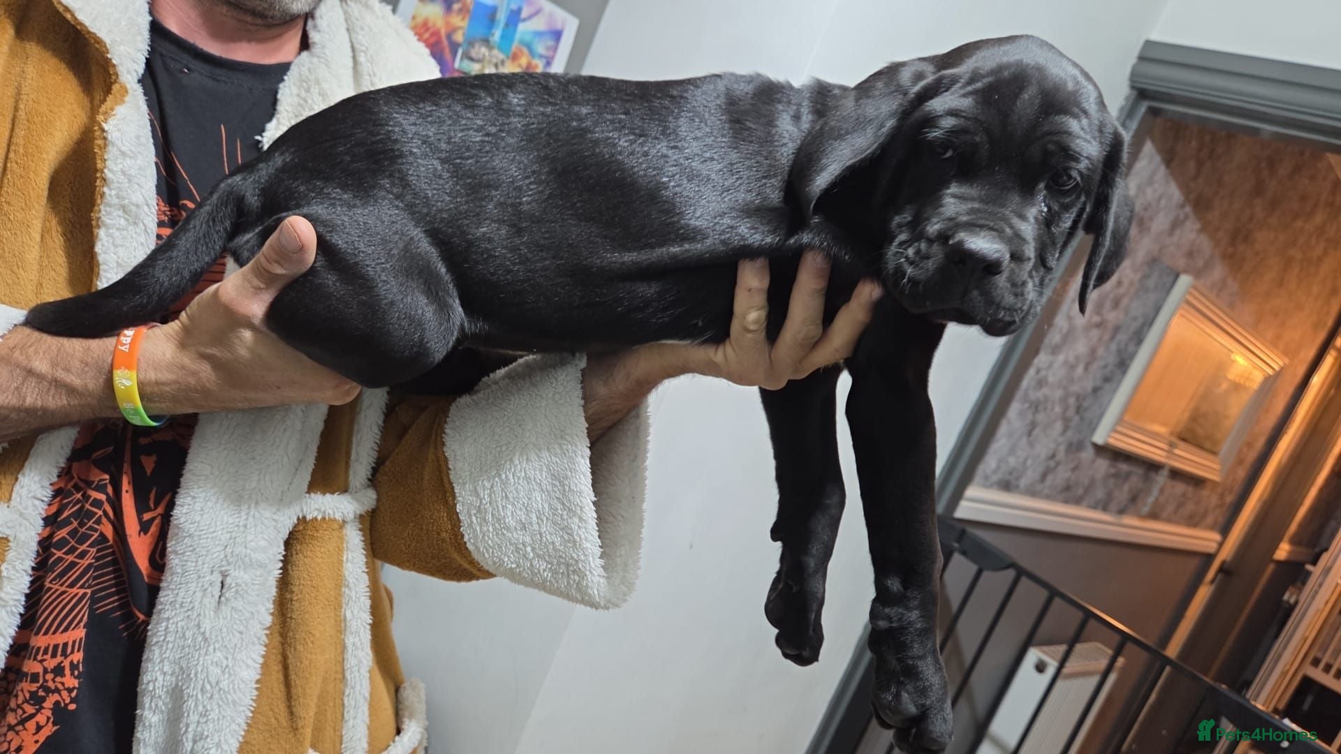 Cane Corso dogs  beautiful cane corso puppie - Advert 5