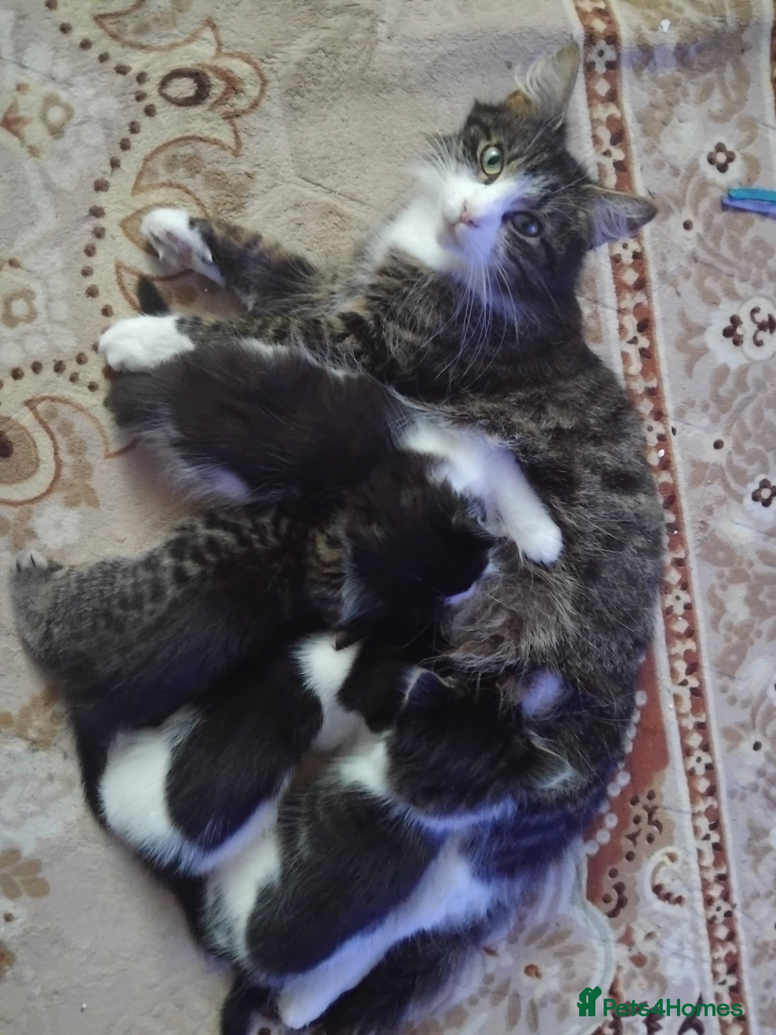 Mixed Breed cats Beautiful kittens  - Advert 10