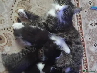 Mixed Breed cats Beautiful kittens - Advert 4