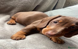 Dachshund dogs for sale: READY TO GO ! STUNNING MINI DACHSHUND - Image 1