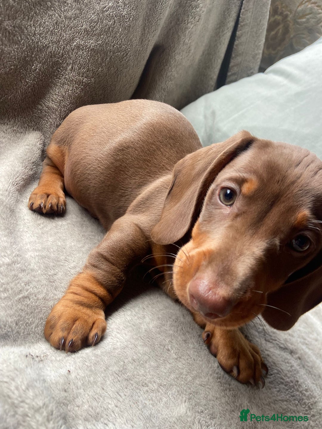 Dachshund dogs for sale: READY TO GO ! STUNNING MINI DACHSHUND - Image 1