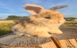 Angora rabbits for sale: Pedigree Full Faced & Maxi Faced English Angoras - Image 33