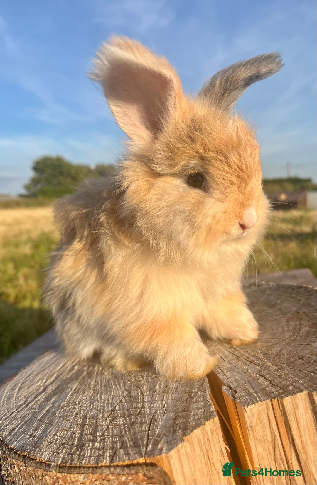 Angora rabbits for sale: Pedigree Full Faced & Maxi Faced English Angoras - Image 33