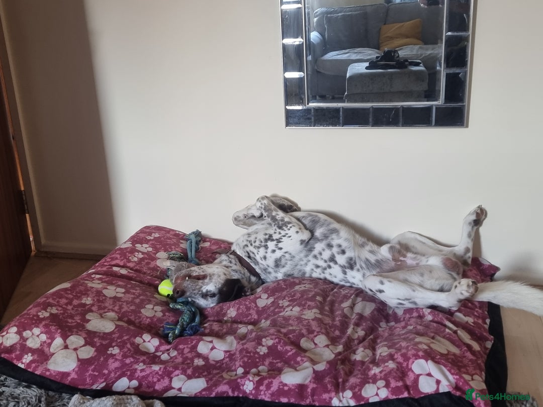 Mixed Breed dogs for sale: Husky/ dalmatian free - Image 6