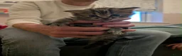 Mixed Breed cats for sale: Beautiful Healthy Kittens Ready for Loving Homes in Swindon - Advert 5