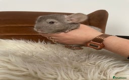 Chinchilla rodents for sale: Boy chinchilla for sale - Image 1