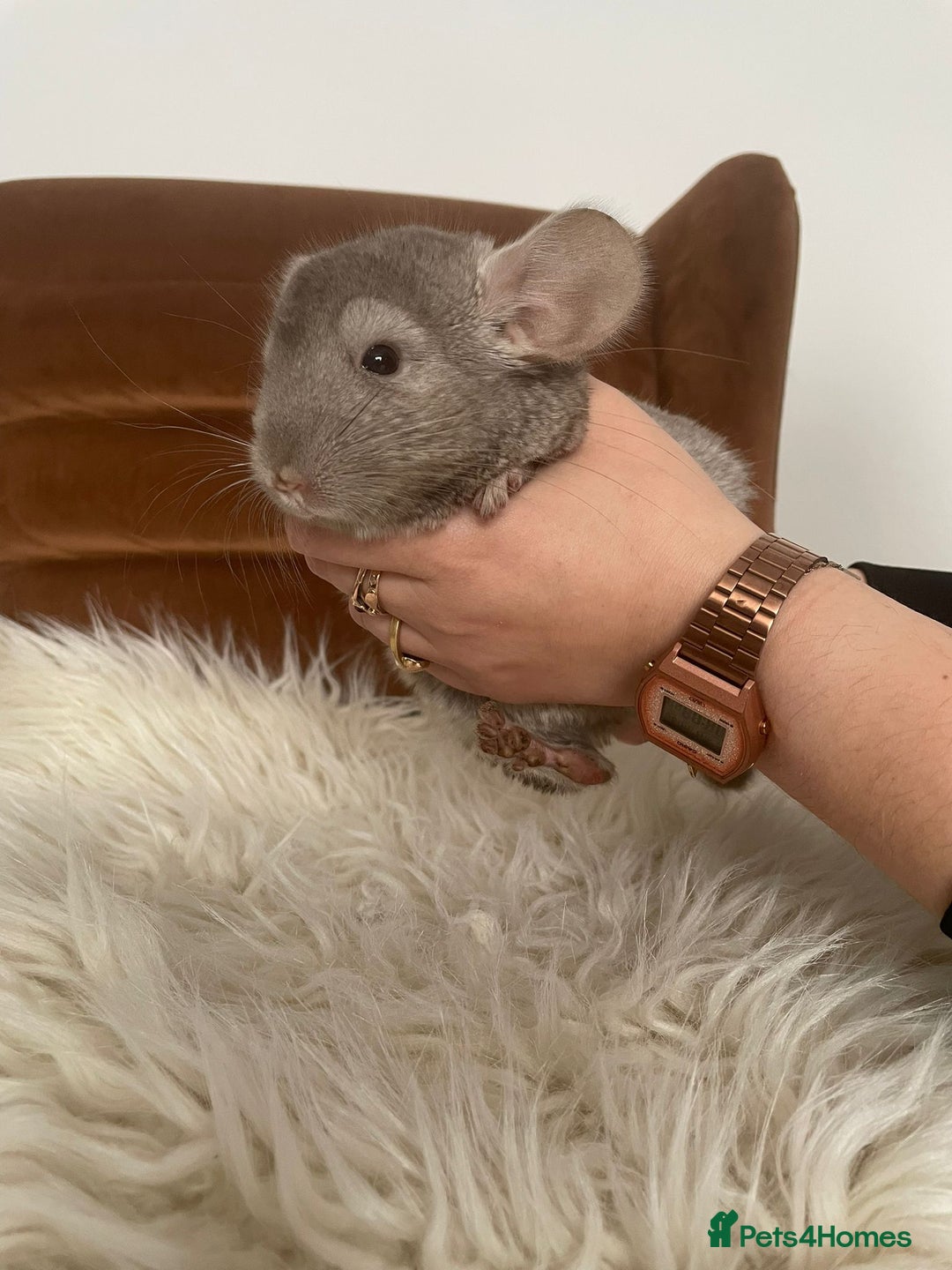 Chinchilla rodents for sale: Boy chinchilla for sale - Image 1