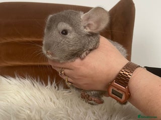 Chinchilla rodents - Advert 4