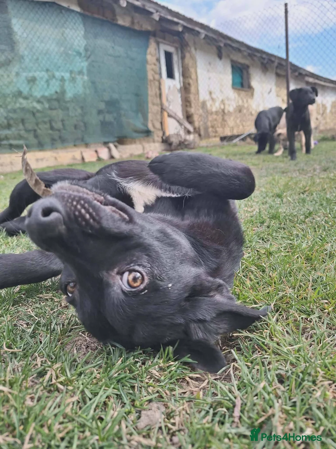 Mixed Breed dogs for adoption: Espresso for adoption in Hastings - Advert 2