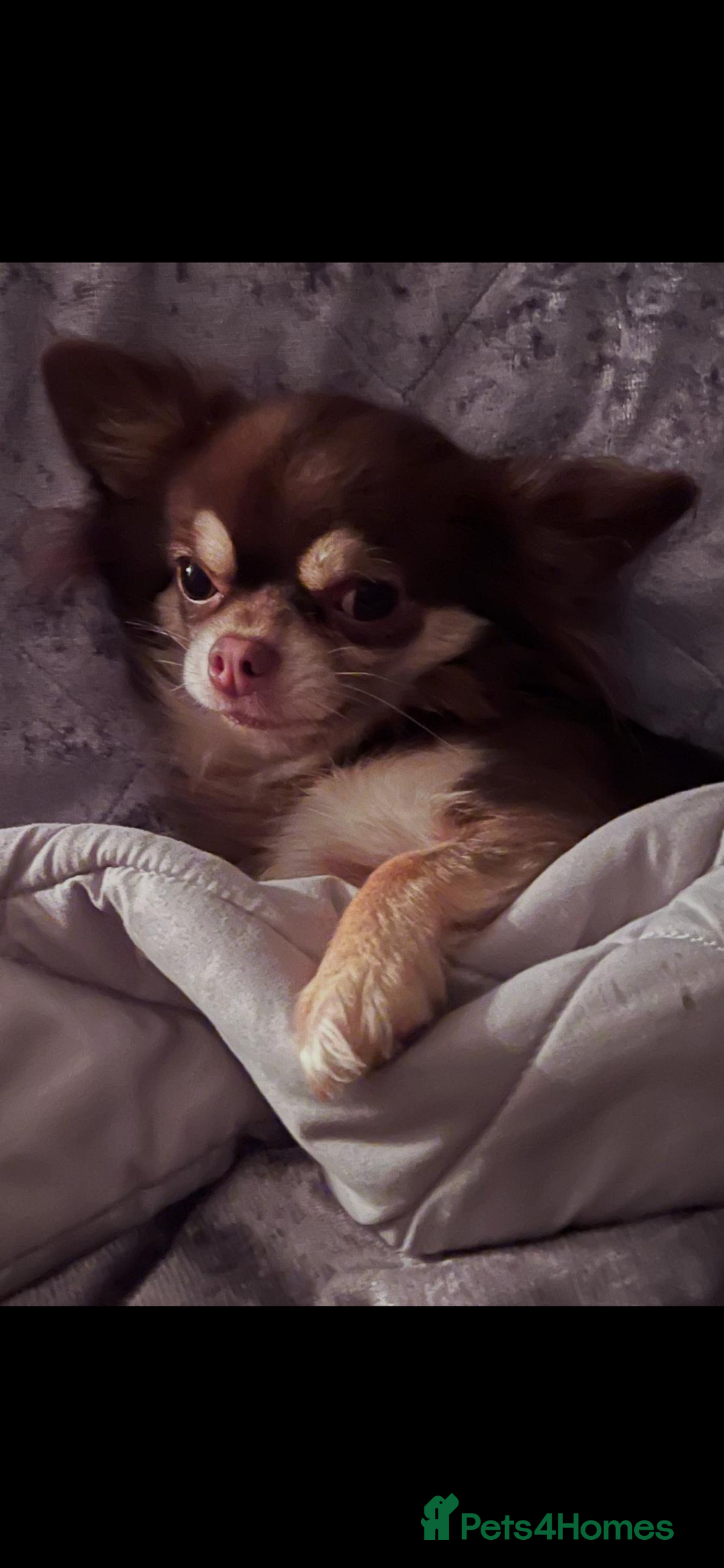 Chihuahua dogs for sale: Chihuaua 7 th generation KC registered  - Image 10
