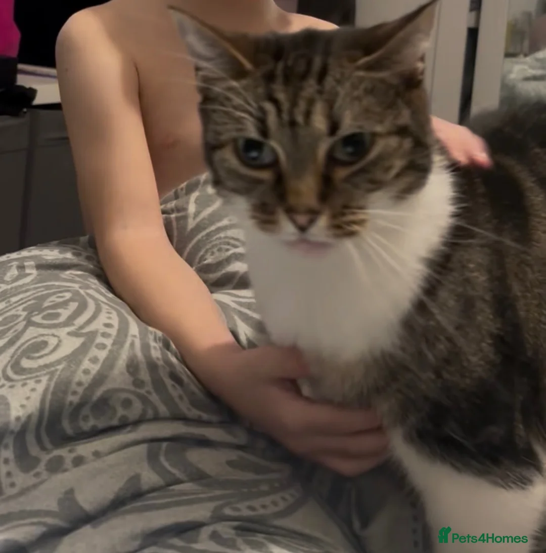 Domestic Shorthair cats for sale: 5 year old cat looking for love and cuddles in Carshalton - Advert 1