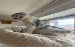 Scottish Fold cats for sale: Kittens Ready for Their Forever Homes - Image 24